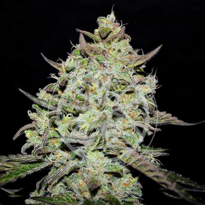 Delicious Seeds - Lemon Gazzy