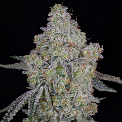 Green House Seed - Honey Dipper