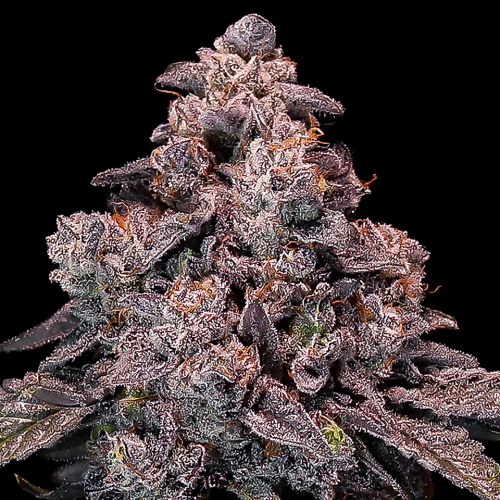 Anesia Seeds - Mangosteen Glitch Auto