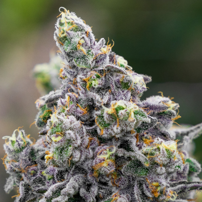 Anesia Seeds - Pistachio Snow Cream