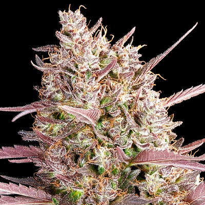 Anesia Seeds - Red Line