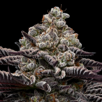 Anesia Seeds - Rose Soda