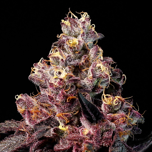 Anesia Seeds - Soda Rose Auto