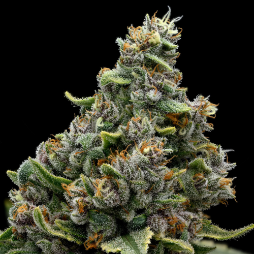 Anesia Seeds - Calamansi Crystal Candy