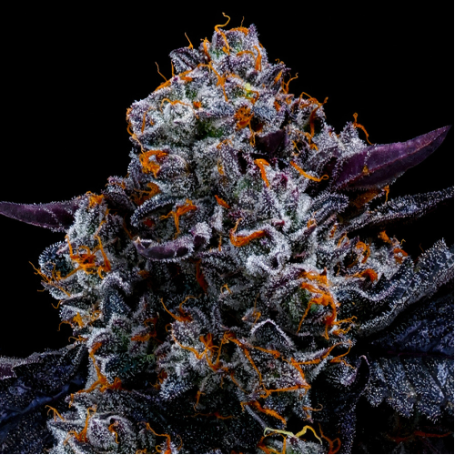 Anesia Seeds - Free Blueberry Nation