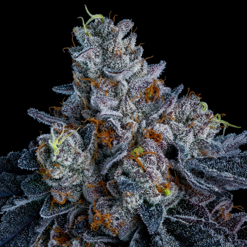 Anesia Seeds - Giga Brain Auto