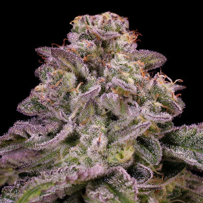 Anesia Seeds - Hollywood Rain Auto