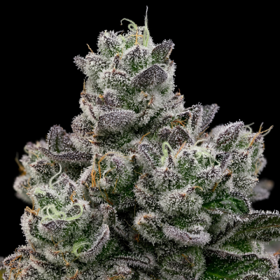 Anesia Seeds - Hollywood Rain