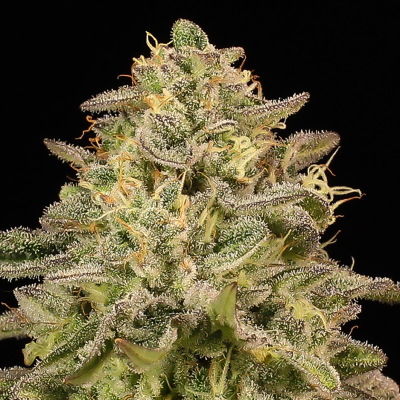 Anesia Seeds - Iced Lemon Watermelon