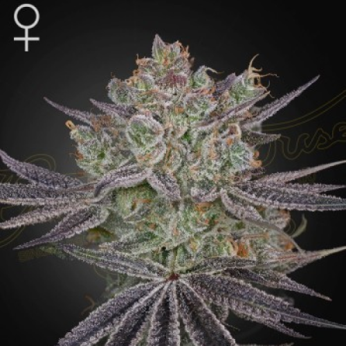 Green House Seed - Papaya Sour Spritz