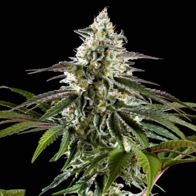 Kannabia Seeds - Mexican Sativa