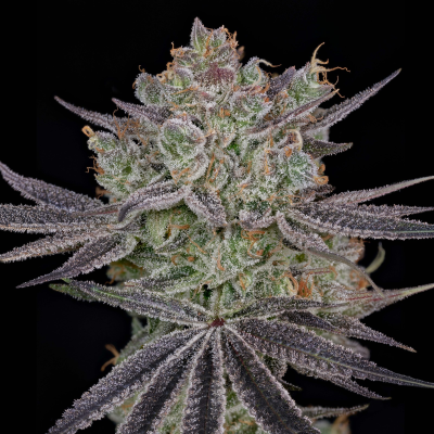 Green House Seed - Papaya Sour Spritz