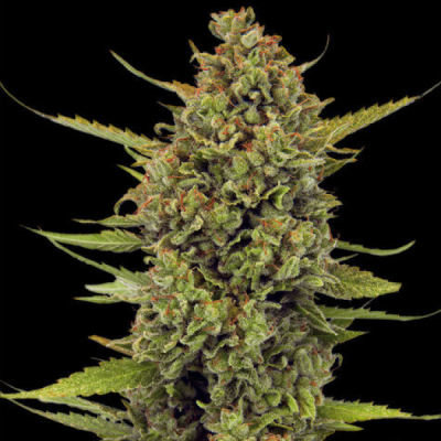 Barney´s Farm - Acapulco Gold regular