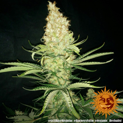 Barney´s Farm - G13 Haze regular