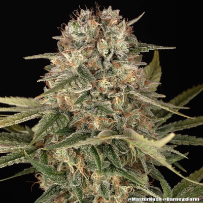 Barney´s Farm - Master Kush regular