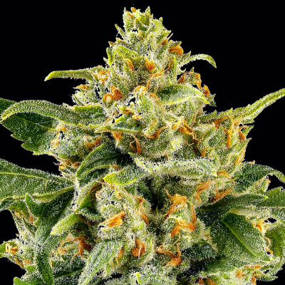 Barney´s Farm - Skunk #1 regular
