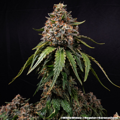 Barney´s Farm - White Widow regular