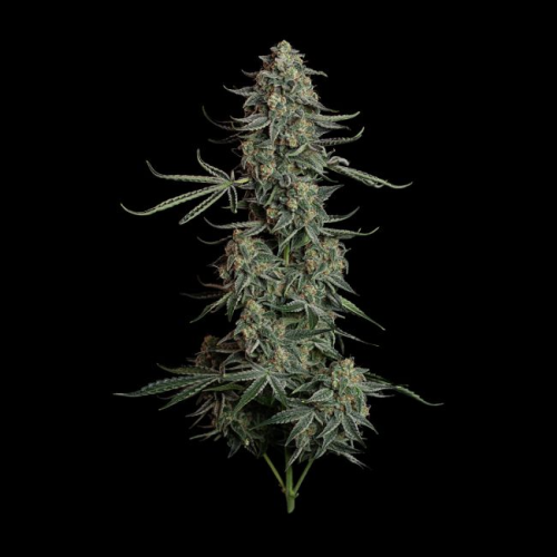 Seedsman - Blue Dream Auto