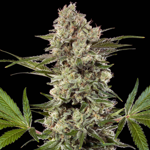 Barney´s Farm - Banana Runtz F1 Hybrid