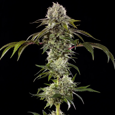 Barney´s Farm - Durban Poison F1 Hybrid
