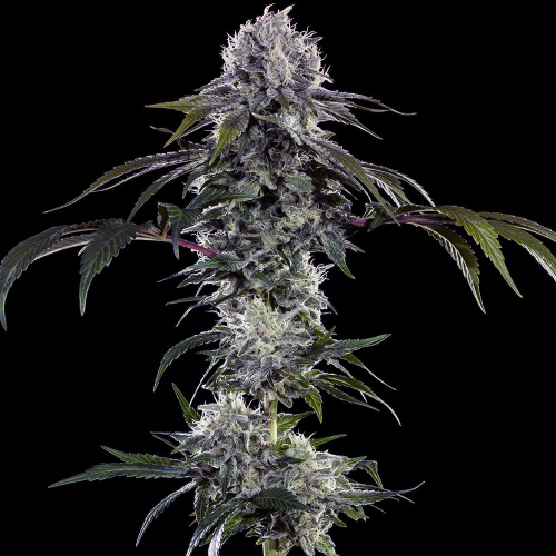 Barney´s Farm - Durban Z F1 Hybrid