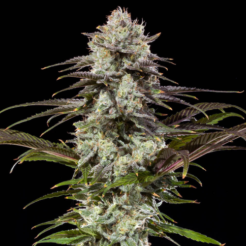 Barney´s Farm - London Pound Cake F1 Hybrid