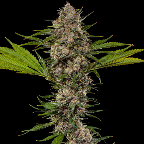 Barney´s Farm - MAC 1 F1 Hybrid