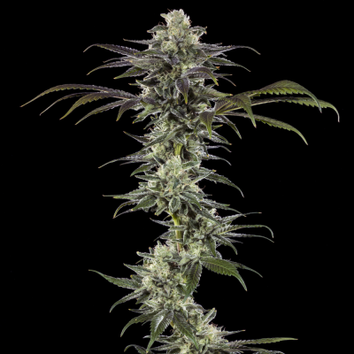 Barney´s Farm - RS11 F1 Hybrid