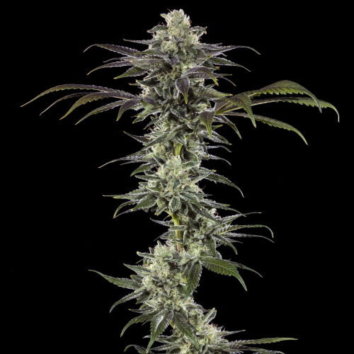 Barney´s Farm - RS11 F1 Hybrid