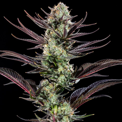Barney´s Farm - Thin Mint Frosting F1 Hybrid