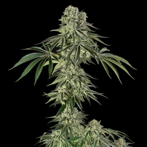 Silent Seeds - Jamaican Mountain (Julian Marley)
