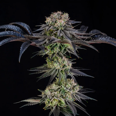 Silent Seeds - Julian Marley Special (Julian Marley)