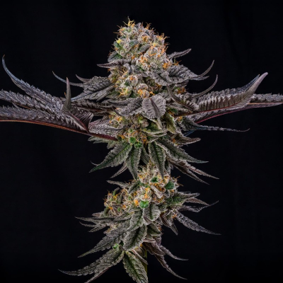 Silent Seeds - King of Kings (Julian Marley)