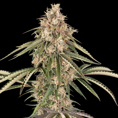 Sensi Seeds - Garlic Gas