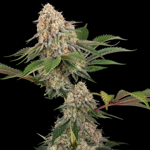 Sensi Seeds - Sticky Berry Mints XXL
