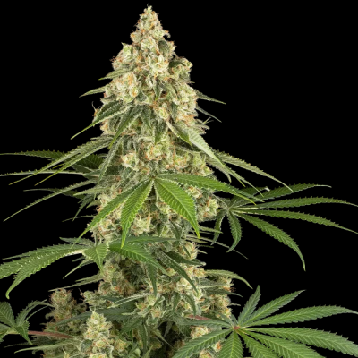 Sensi Seeds - Sticky Orange XXL