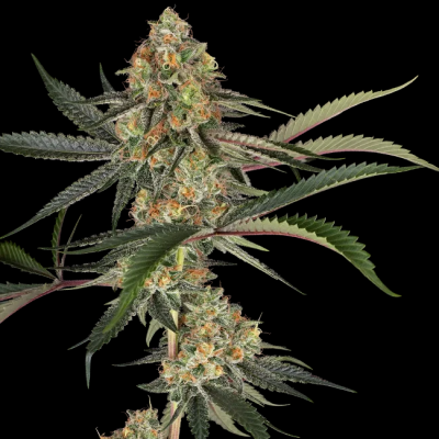 Sensi Seeds - Super Lemon Cherry