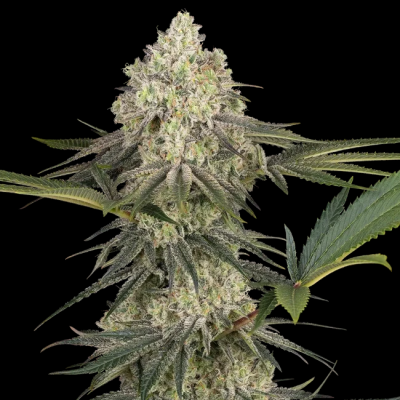 Sensi Seeds - Triple Mints XXL