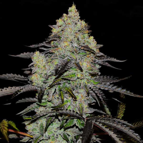 Delicious Seeds - Zinnapple