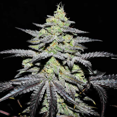 Delicious Seeds - Gr-Ape