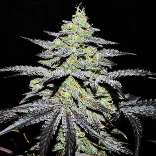 Delicious Seeds - Gr-Ape