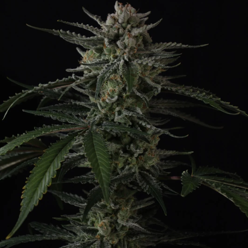 Fast Buds - Banana Guava Auto