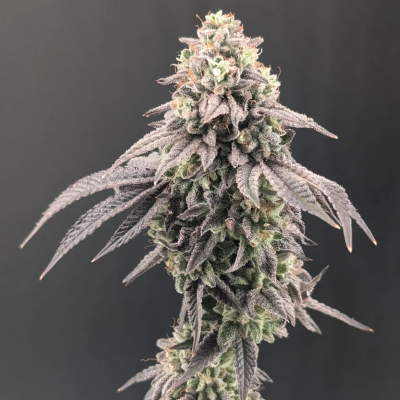 Fast Buds - Garlic Mint Sherbet