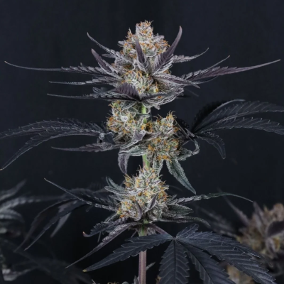 Fast Buds - Guava Runtz Auto