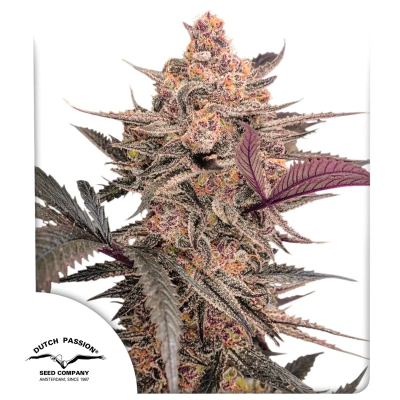 Dutch Passion - Blue Applez