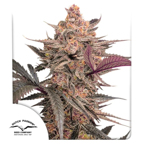 Dutch Passion - Blue Applez