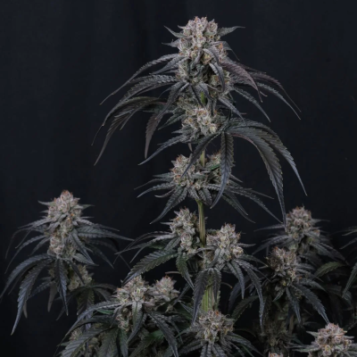 Fast Buds - Mango Frost Auto