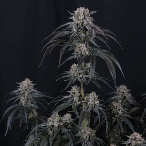 Fast Buds - Mango Frost Auto