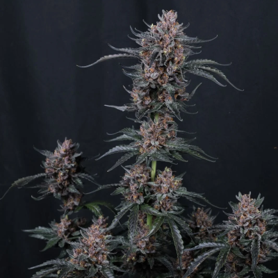 Fast Buds - Mango Cherry Runtz Auto