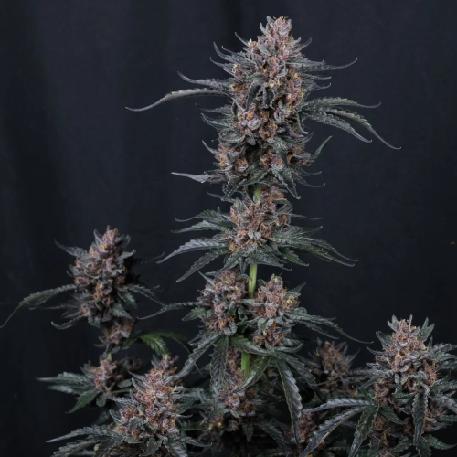 Fast Buds - Mango Cherry Runtz Auto